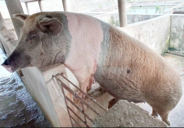 कैलाली–कञ्चनपुरमा बङ्गुरमा अफ्रिकन स्वाइन फिभर पुष्टि, किसानलाई उच्च सतर्कता अपनाउन आग्रह