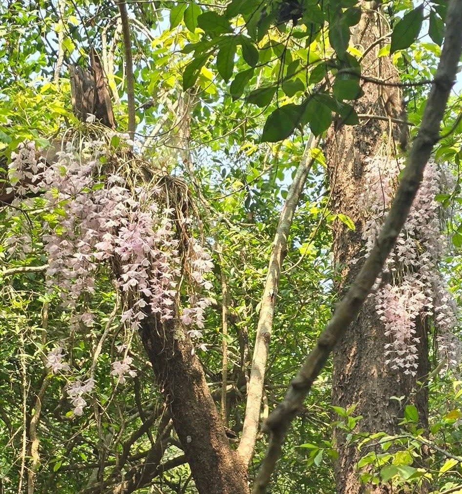सलहेश फूलबारीमा बिहानैदेखि भीड, नयाँ वर्षमा ढकमक्क फुल्यो ‘चमत्कारी’ सुनाखरी